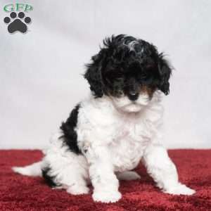 Lester, Cavapoo Puppy